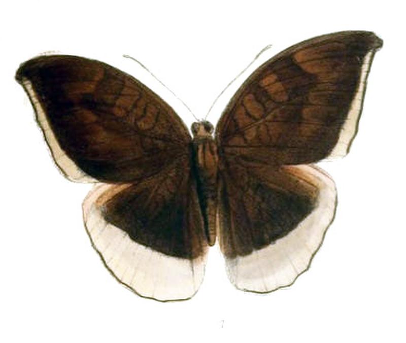 CynitiaLepidea225 1