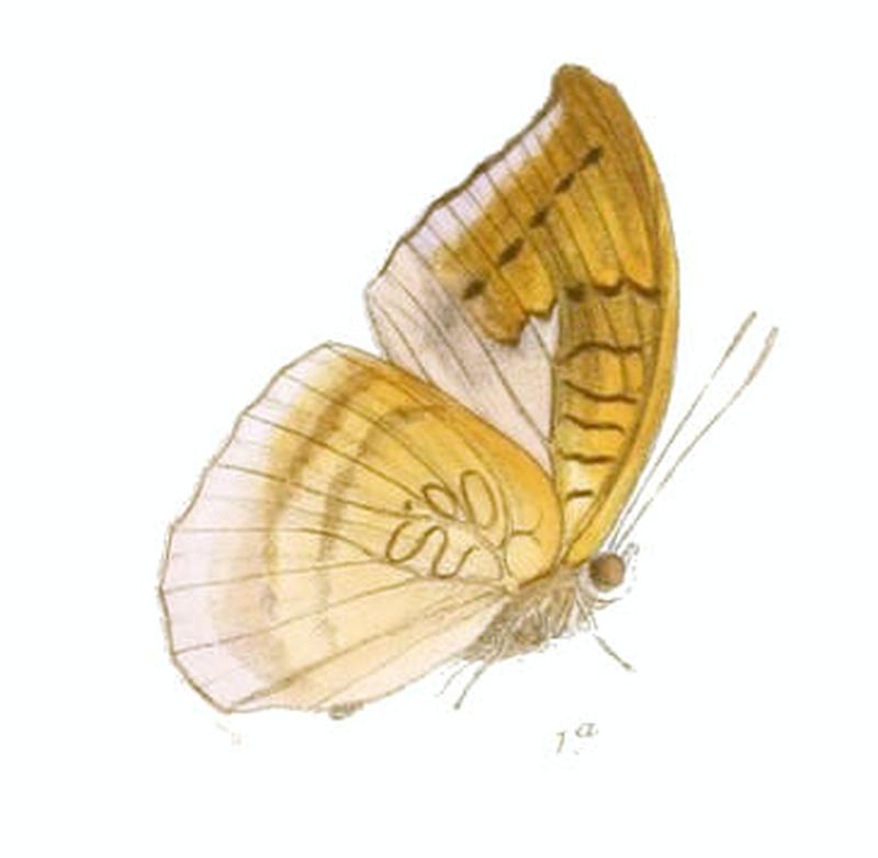 CynitiaLepidea225 1a