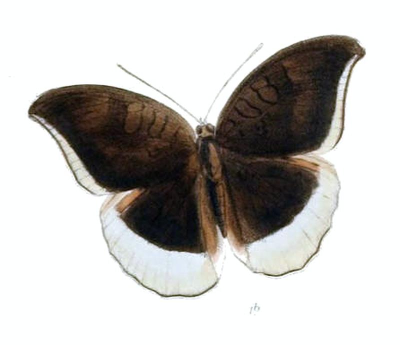 CynitiaLepidea225 1b