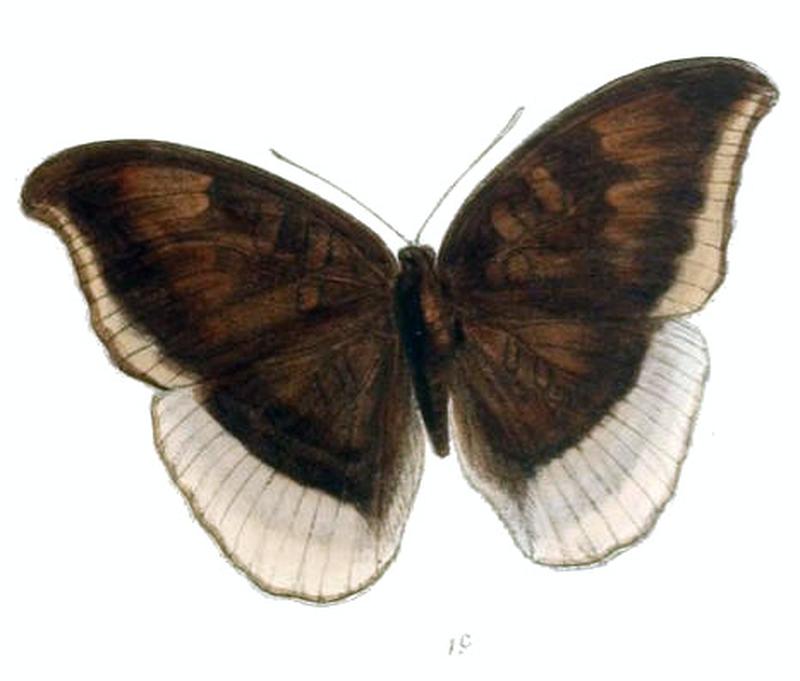 CynitiaLepidea225 1c