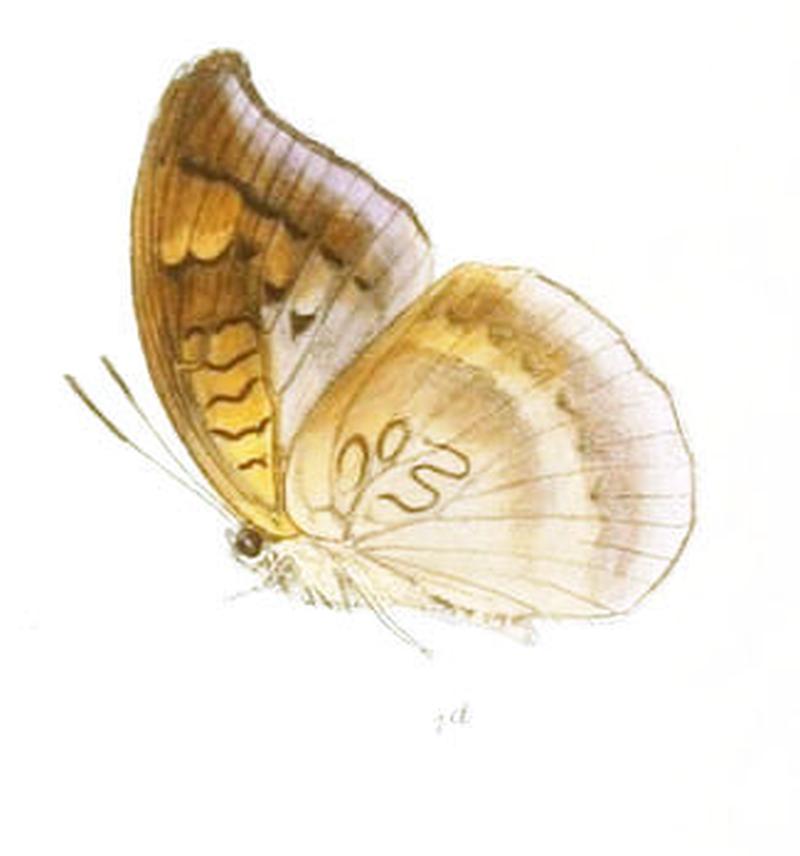 CynitiaLepidea225 1d