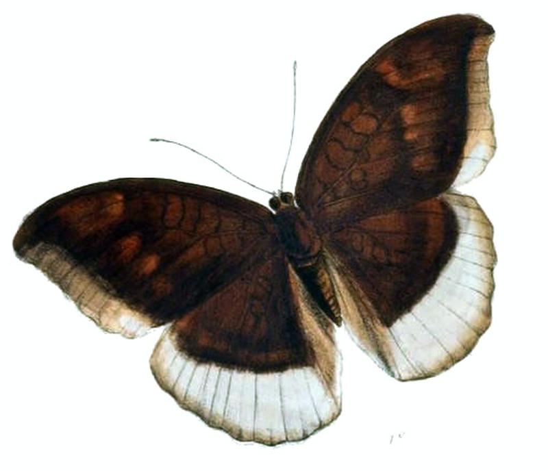 CynitiaLepidea225 1e
