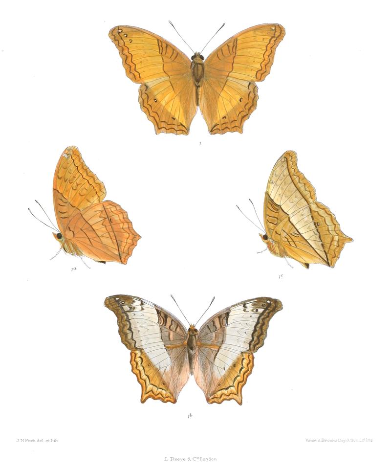 CynthiaErotaDSF 355 1