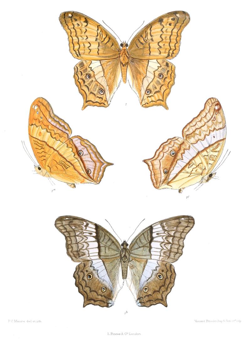 CynthiaErota 354 1