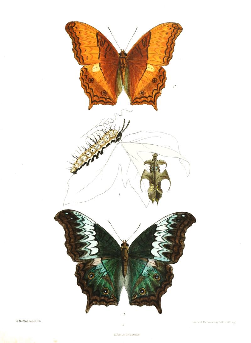 CynthiaSalomaWSF 356