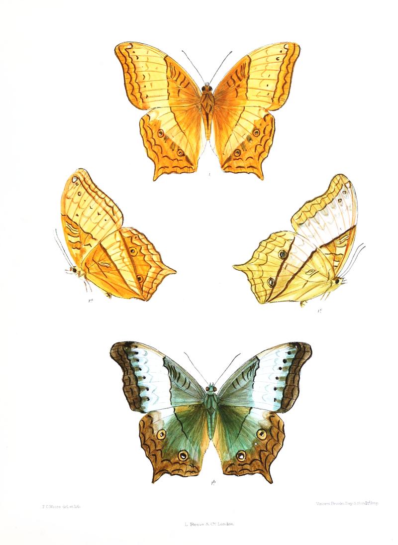 CynthiaSaloma 357