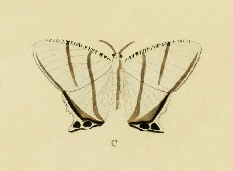Cyphura geminia-Cramer&Stoll-uitlandsche kapellen vol. 2- plate 133
