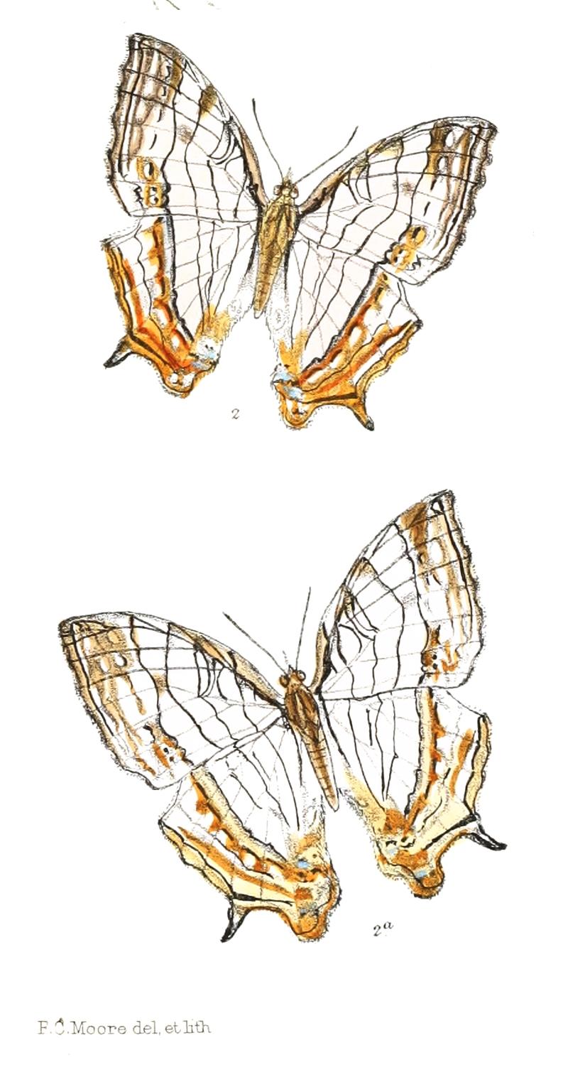 CyrestisAndamanica 306 2