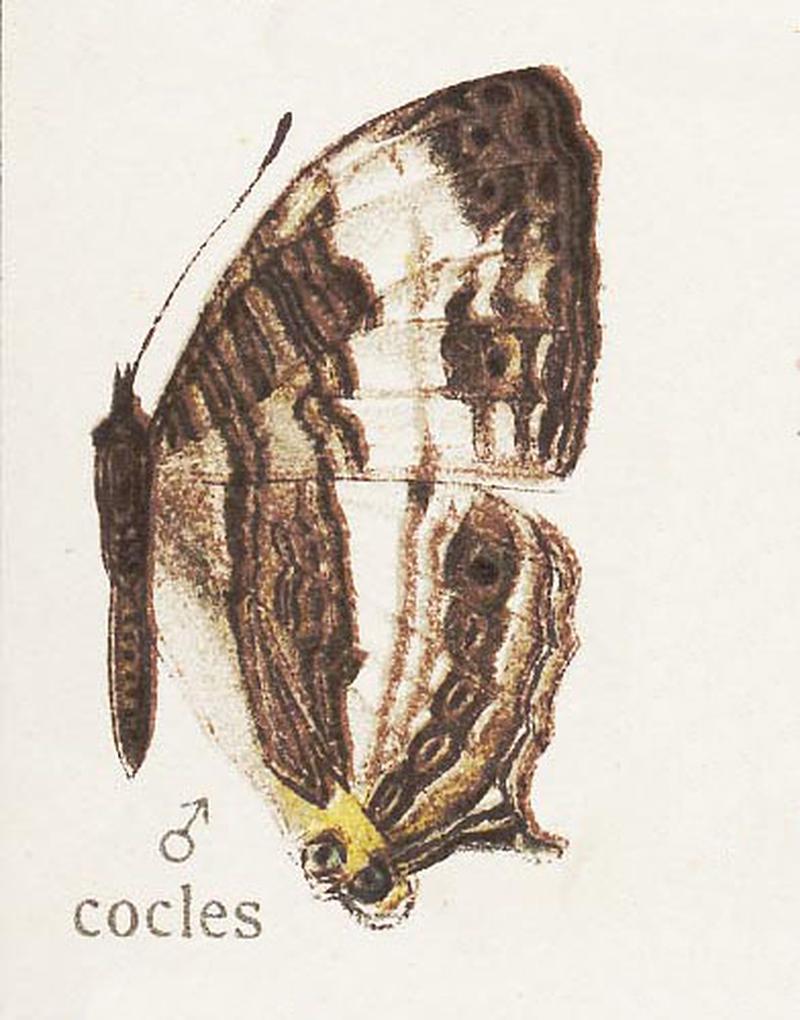 CyrestisCoclesSeitz