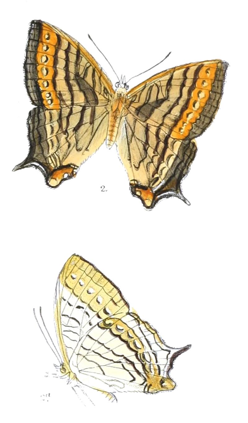 CyrestisTabulaM 307
