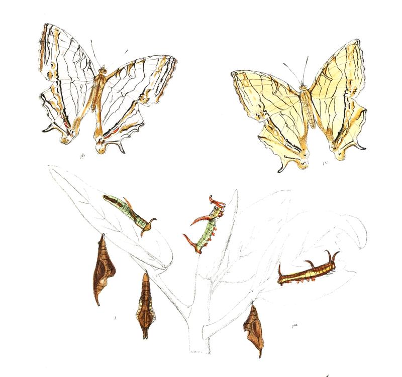 CyrestisThyodamas 306 1