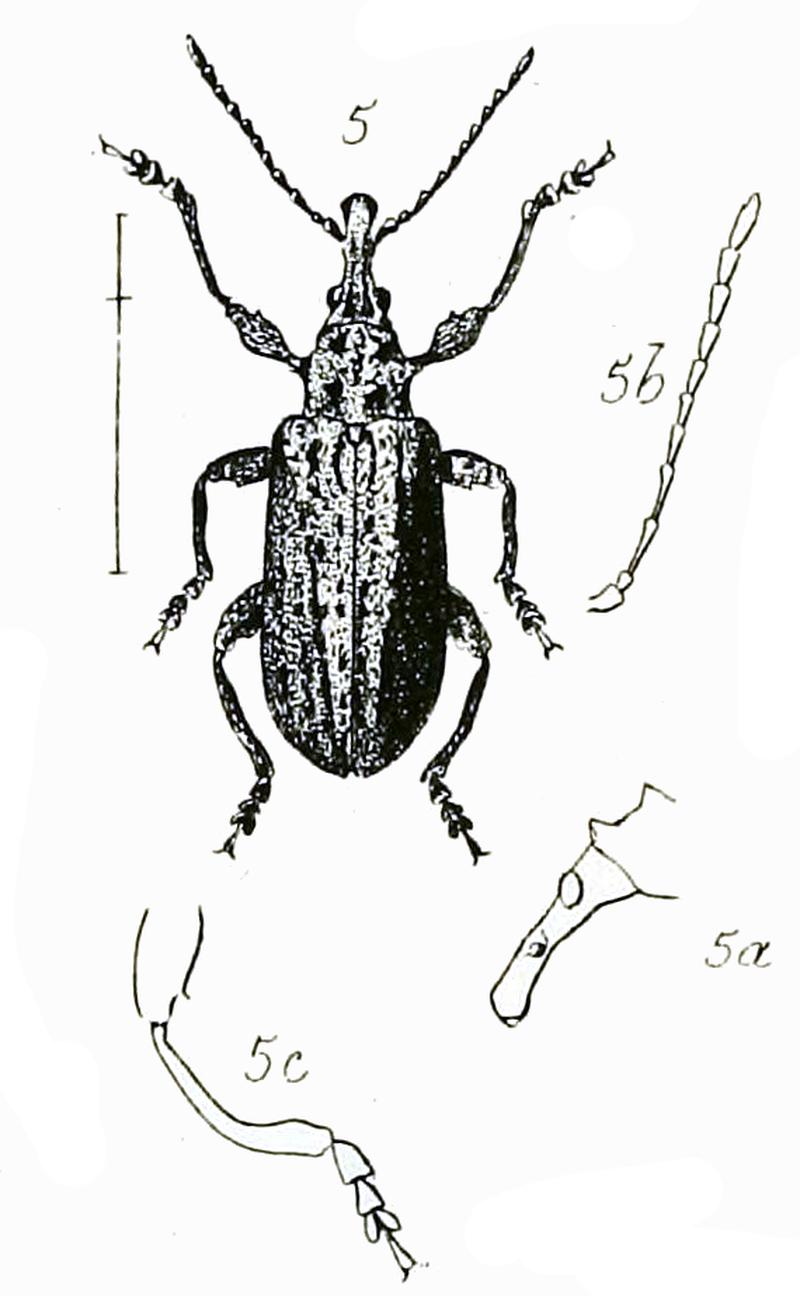 Cyrotyphus fascicularis