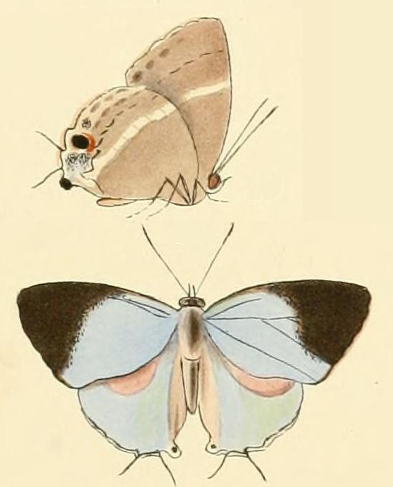 Dacalana anysis