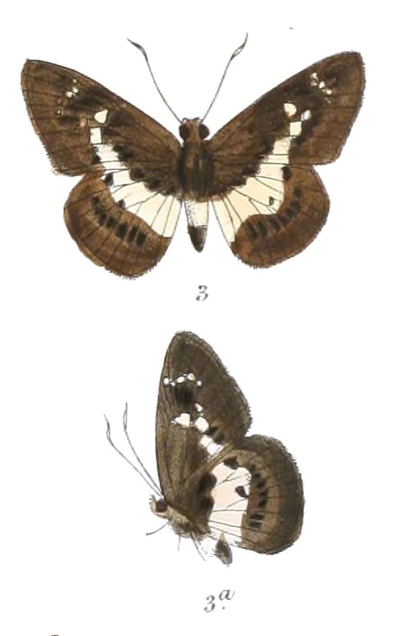 DaimioAndamanicaM 764 3