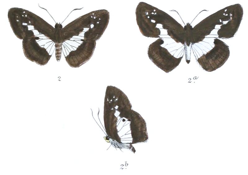 DaimioDiversa 765 2 Fitch