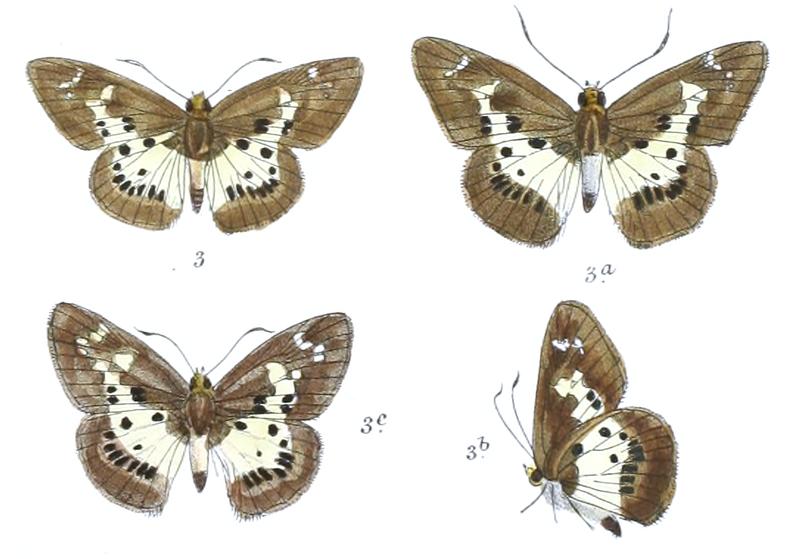 DaimioMilliana 765 3 Fitch
