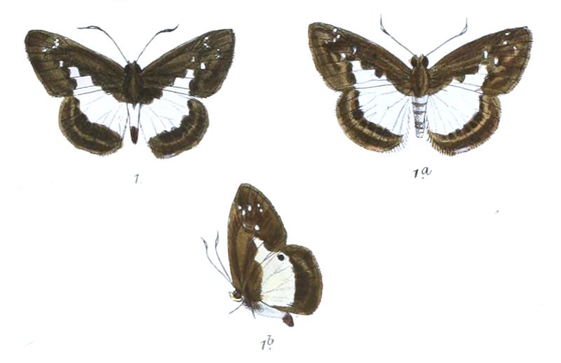 DaimioNarada 765 1 Fitch