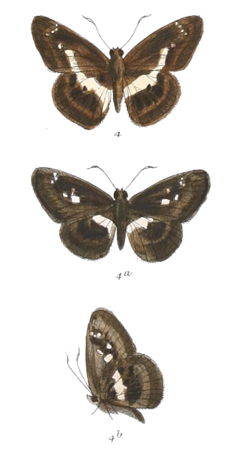 DaimioPhisara 764 4