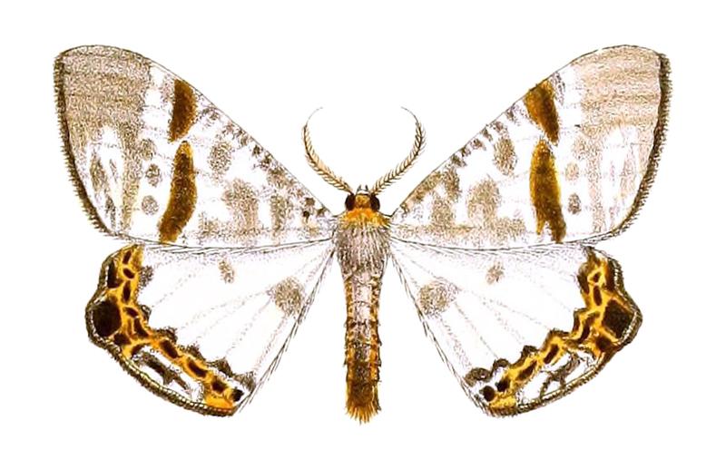 Dalima metachromata Butler 1886