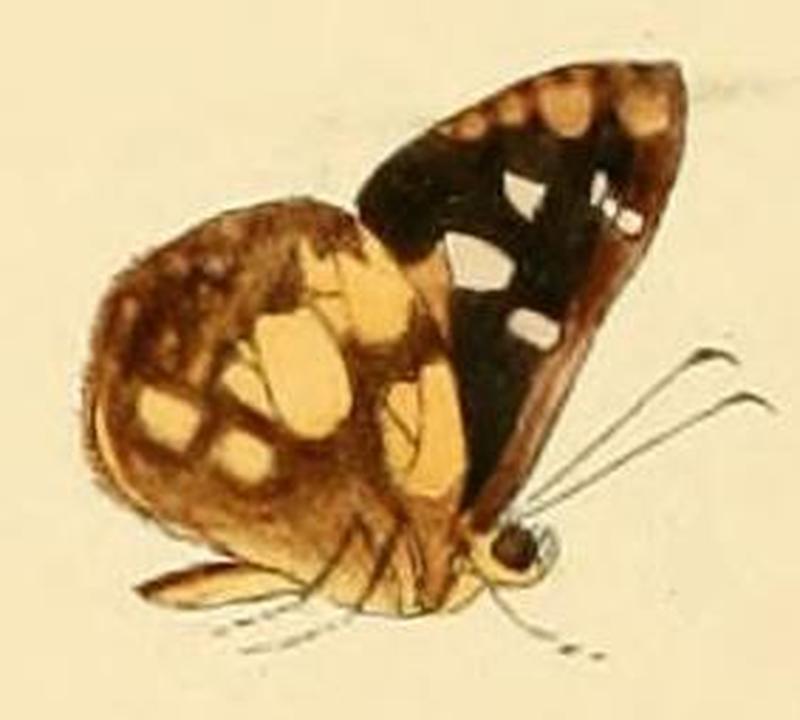 Dalla caicus1