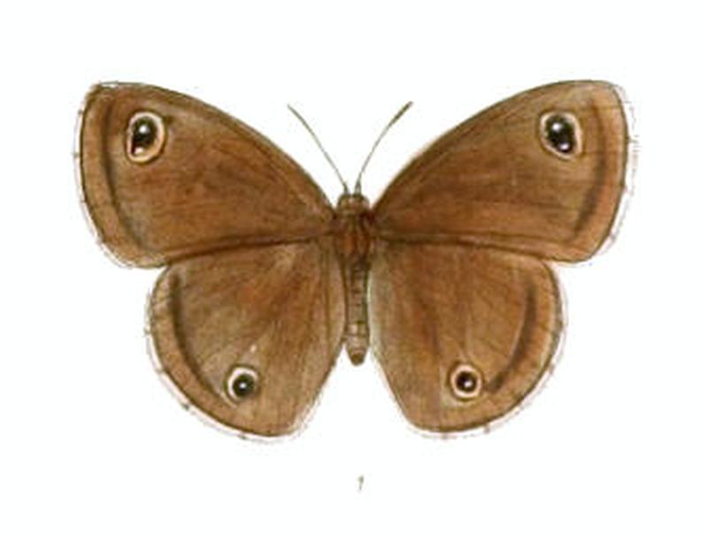 DallachaHyagriva115 1