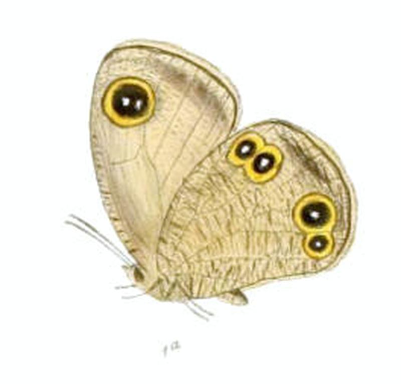DallachaHyagriva115 1a