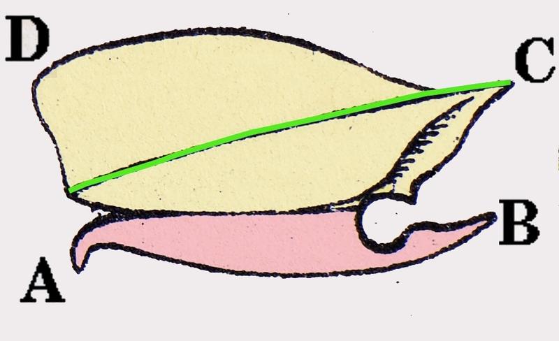 Dalopius marginatus prothorax
