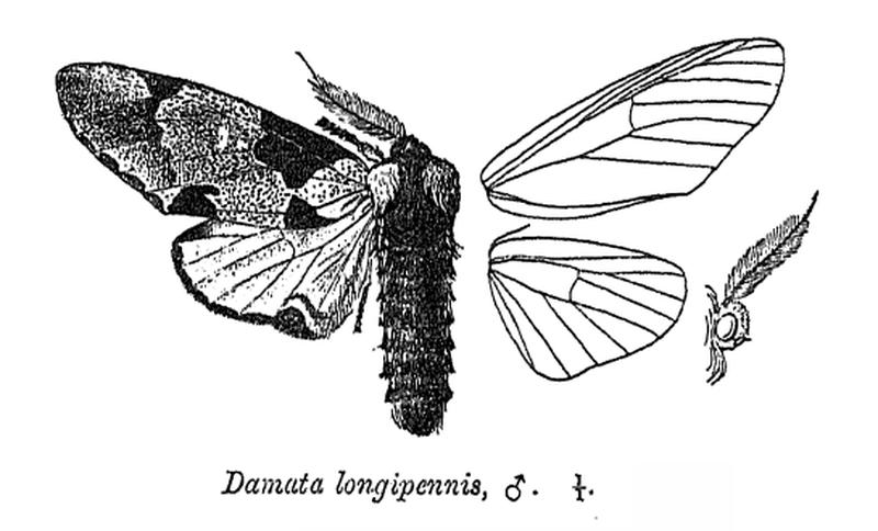 DamataLongipennis