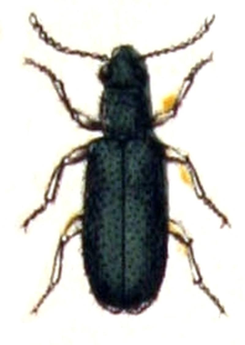 Danacea.pallipes.-.calwer.28.03