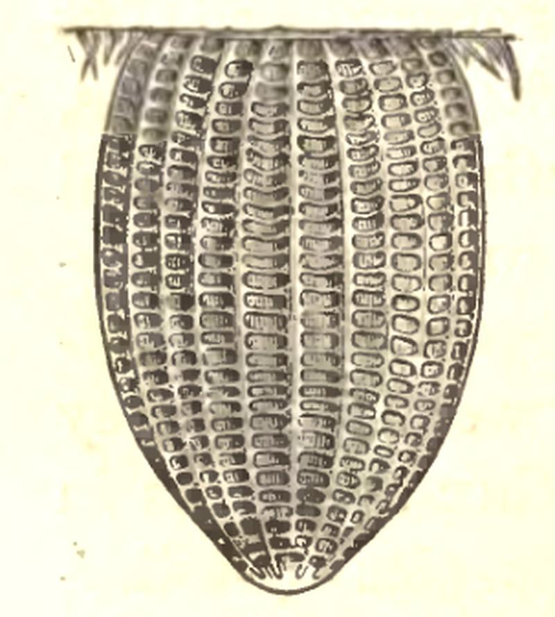 Egg of Danaus plexippus