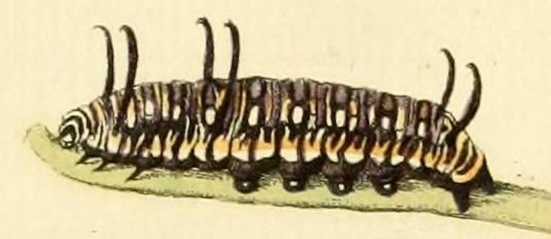 Danaus eresimus caterpillar