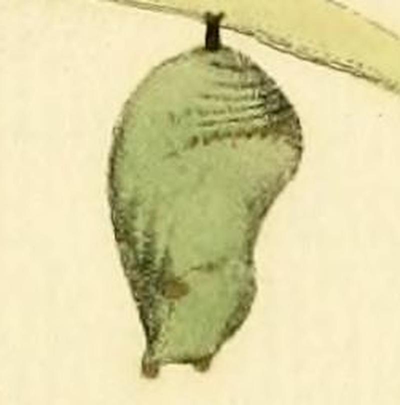 Danaus eresimus chrysalis