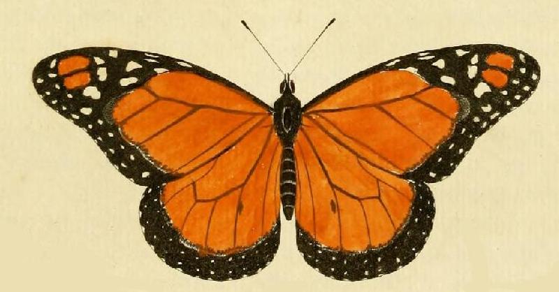 Danaus erippus