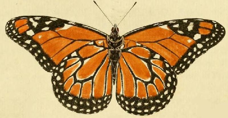 Danaus erippus1