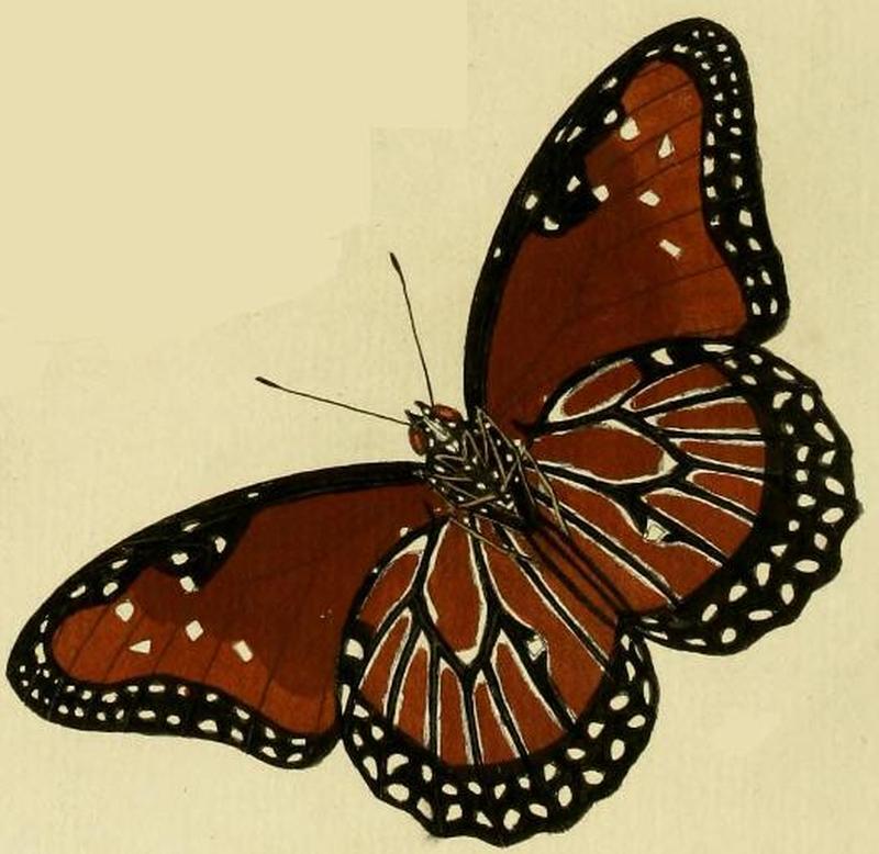 Danaus gilippus1