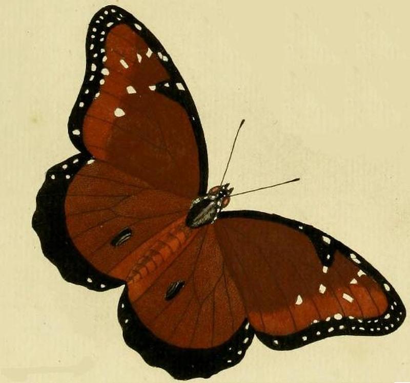 Danaus gilippus2