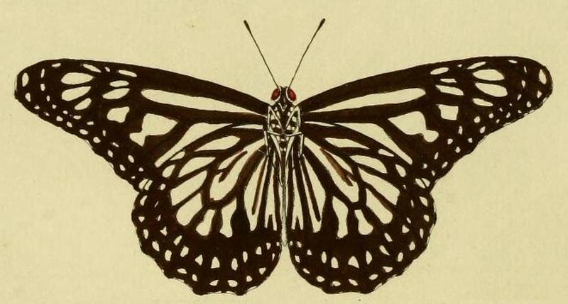 Danaus ismare1