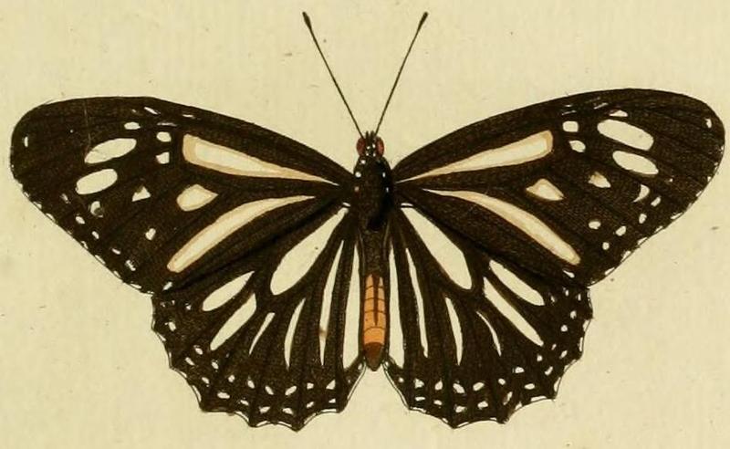 Danaus melanippus1