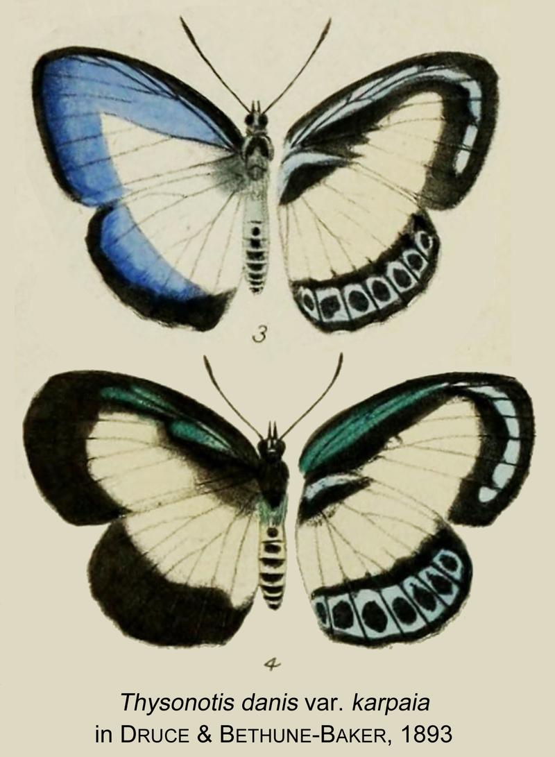 Danid danis karpaia MFinDruce1893