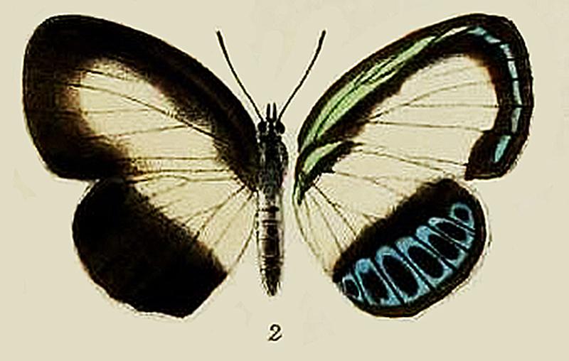 Danis melimnosFem type1893OD