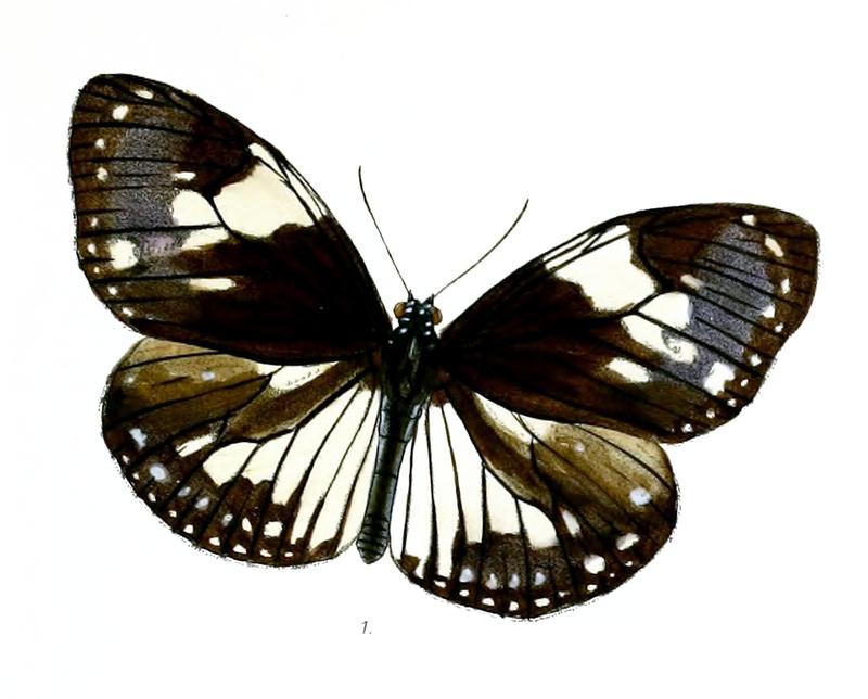 DanisepaRamsayi 39 1