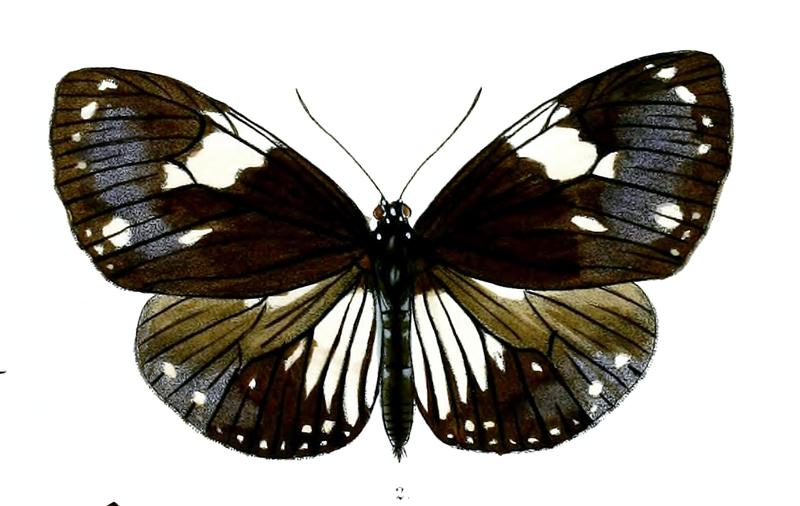 DanisepaRhadamanthus 39 2