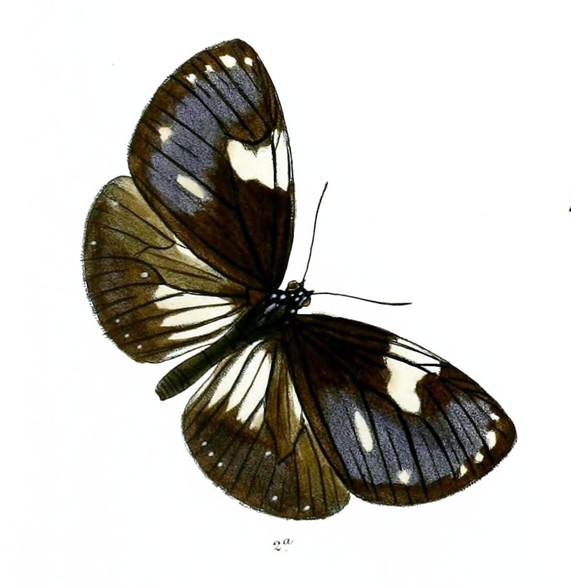 DanisepaRhadamanthus 39 2a