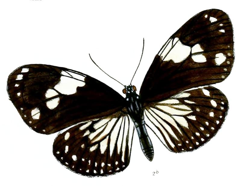 DanisepaRhadamanthus 39 2b