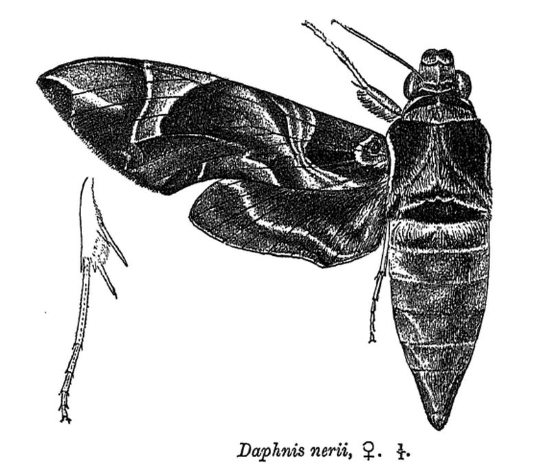 DaphnisNerii