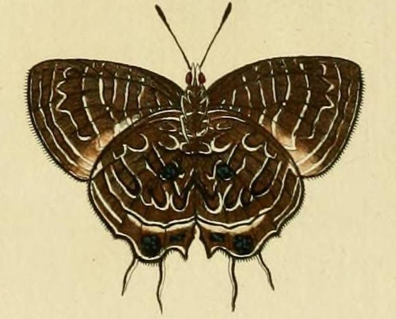 Dapidodigma hymen1