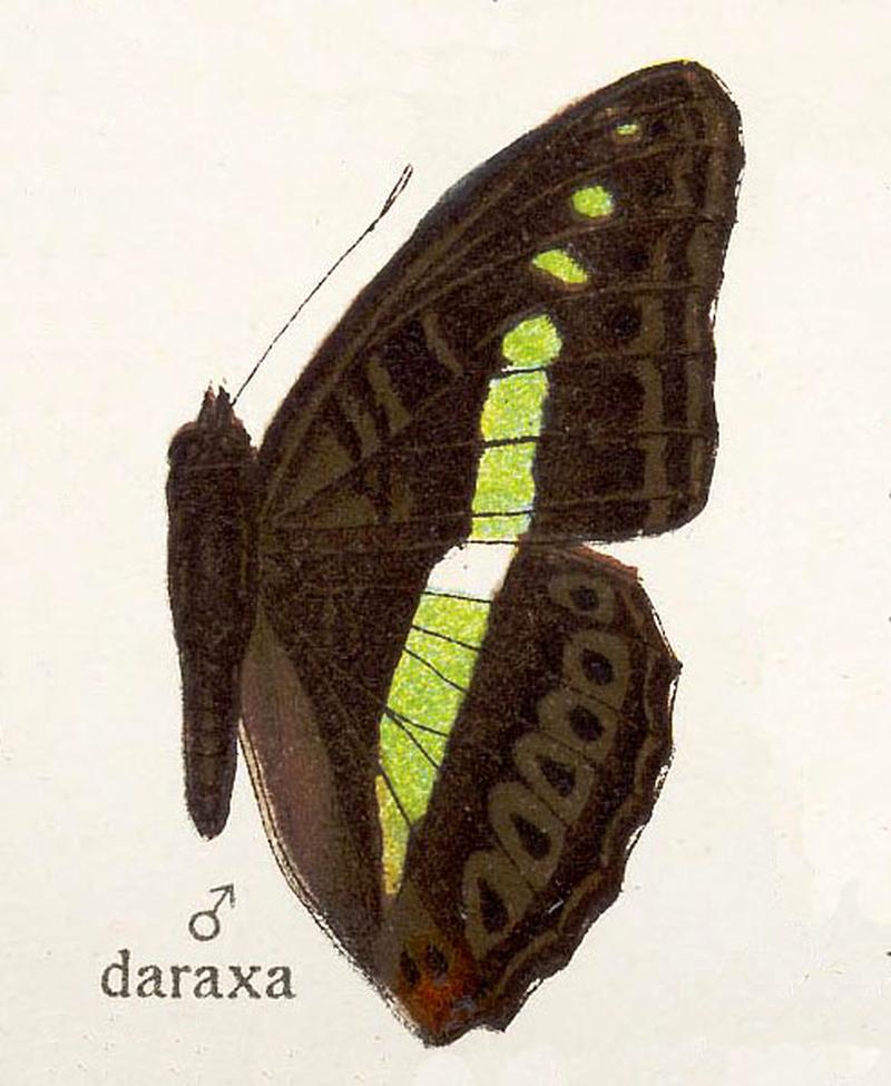 Daraxa