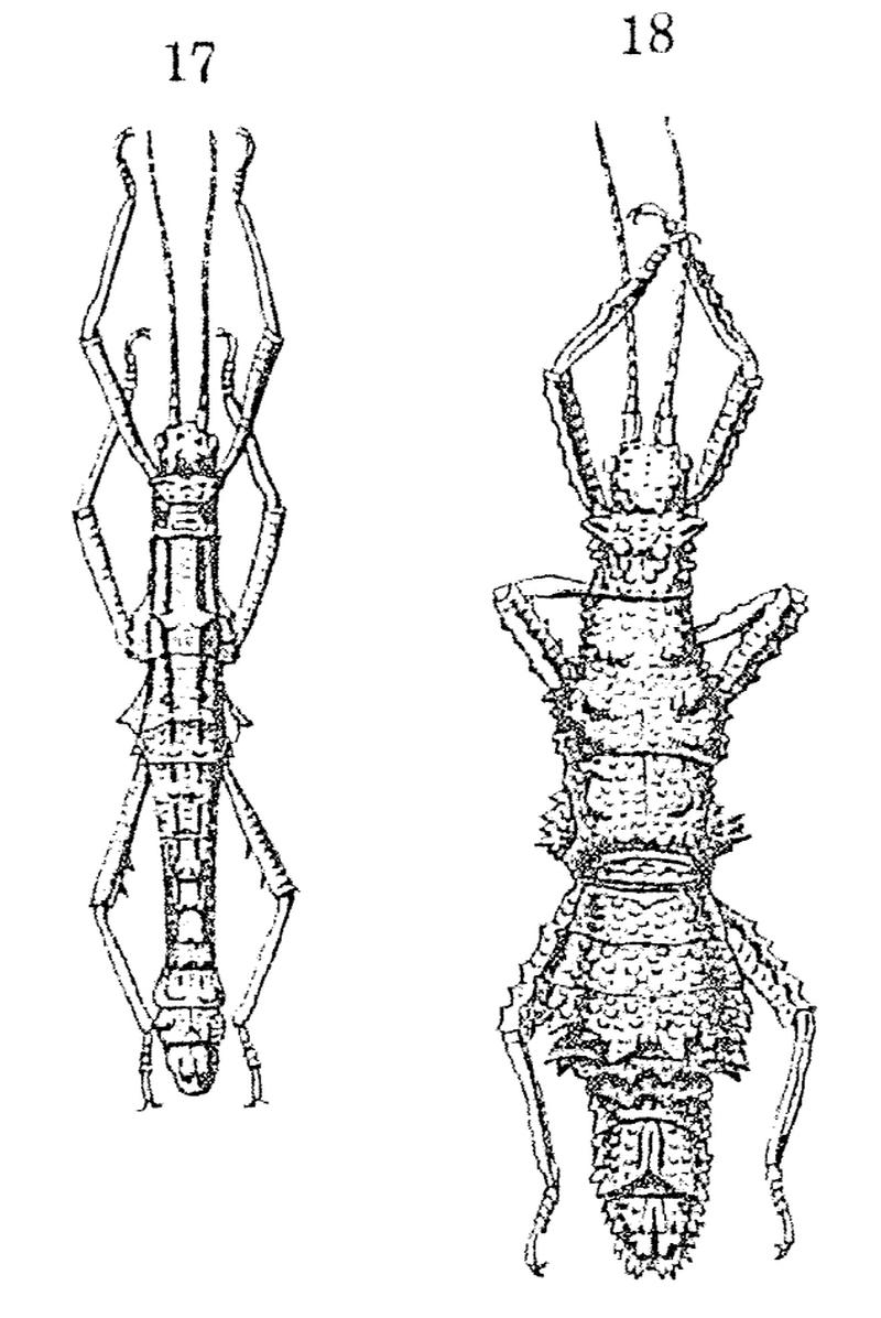 Dares verrucosus-Redtenbacher 1906