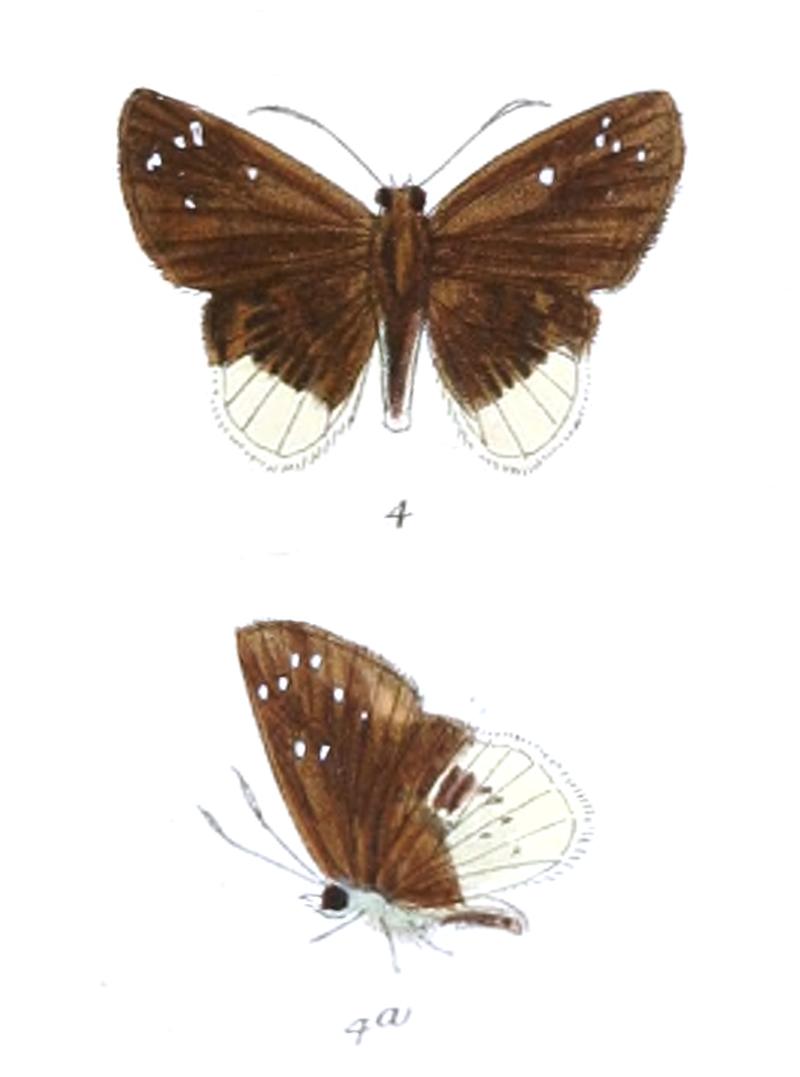 DarpaPteria 770