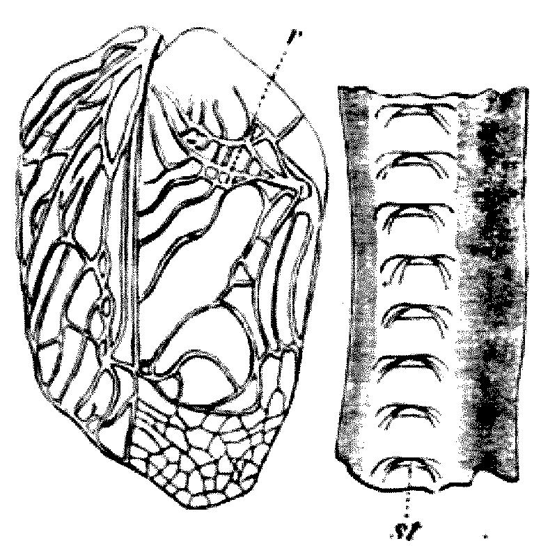 Gryllus campestris